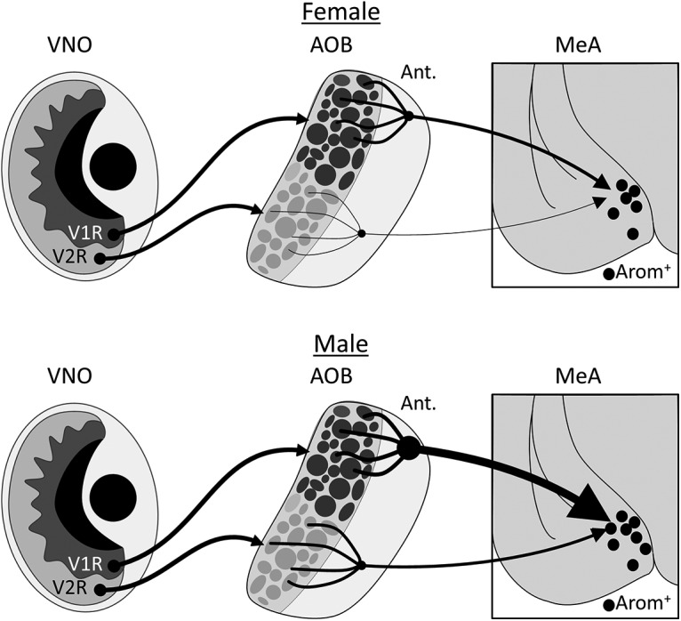 Figure 7.