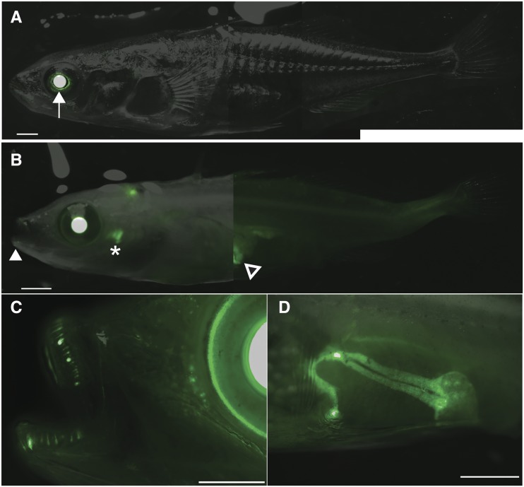 Figure 5