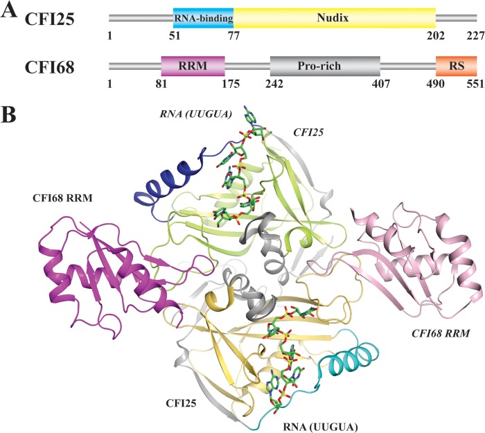 FIG 3