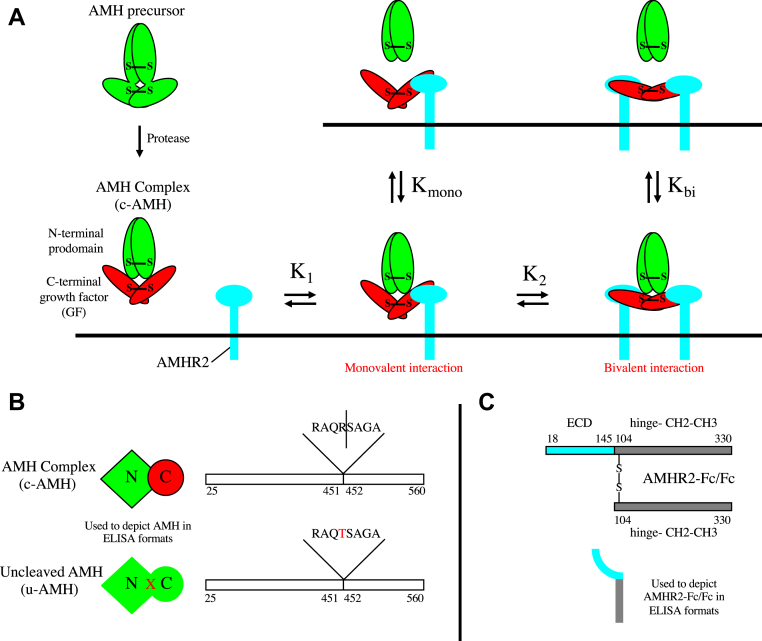 Figure 1