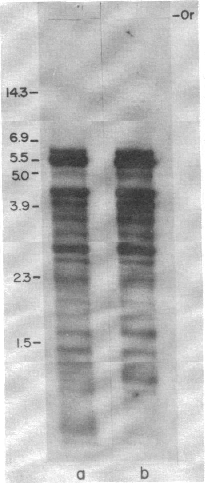 graphic file with name pnas00649-0073-a.jpg