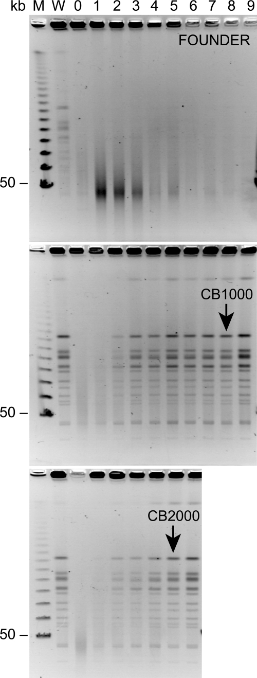 FIG. 5.