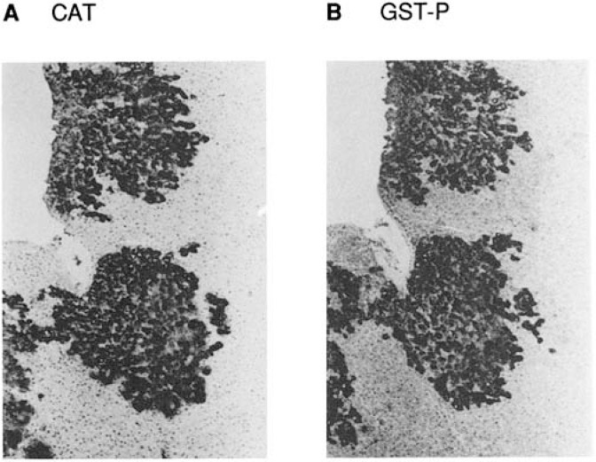 Fig. 5C.