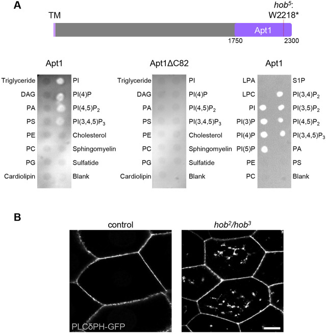 Fig. 7.