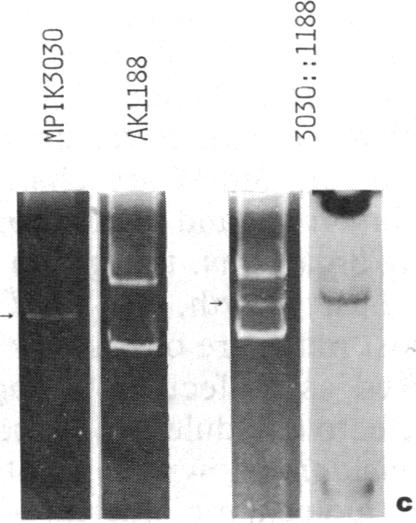 graphic file with name pnas00611-0158-a.jpg