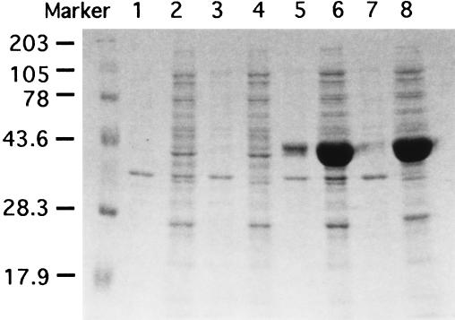 FIG. 7