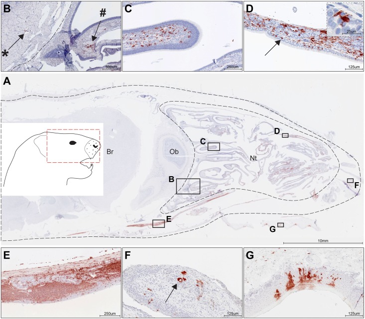 Fig 5