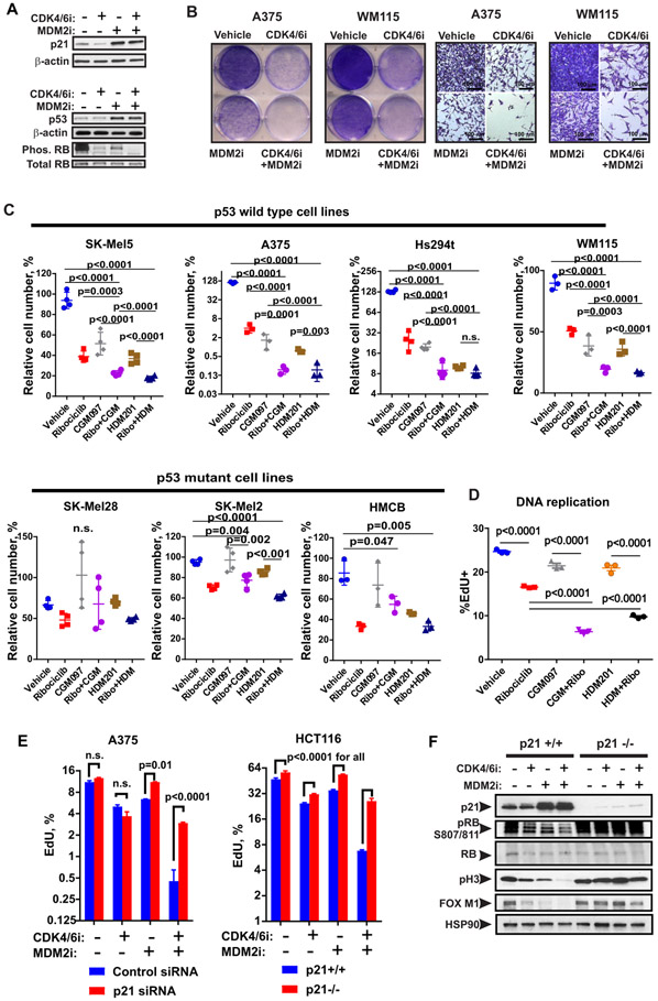 MDM2 Antagonists Overcome Intrinsic Resistance to CDK4/6 Inhibition by ...