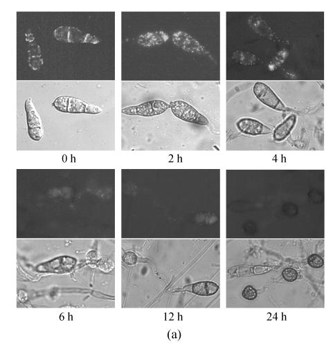 Fig. 5