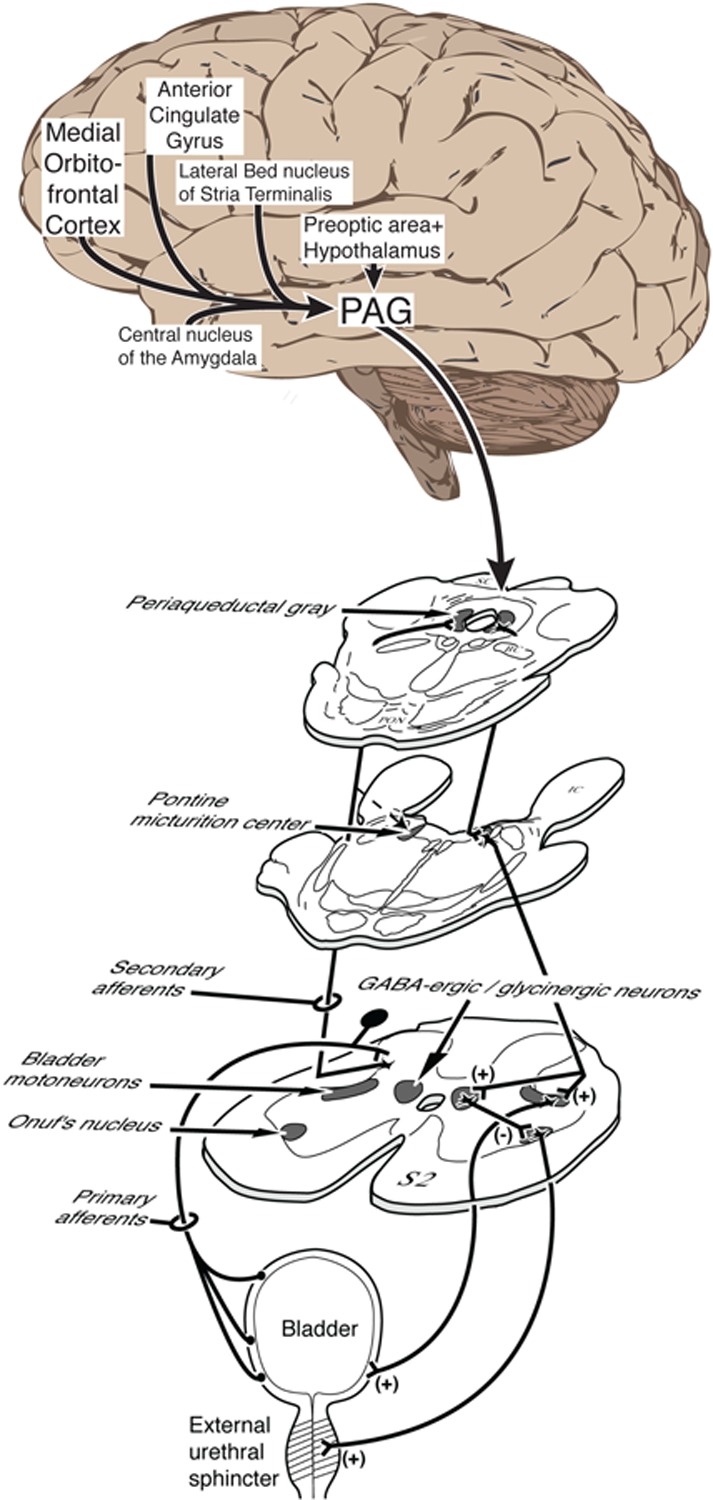 Figure 1a.