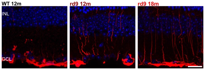 FIGURE 9