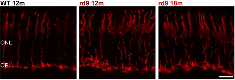 FIGURE 3