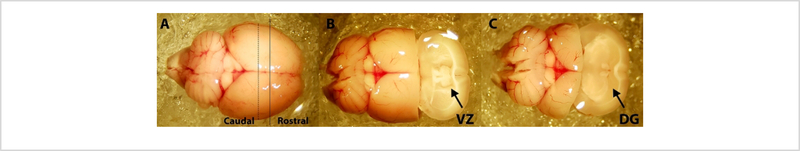 Figure 1: