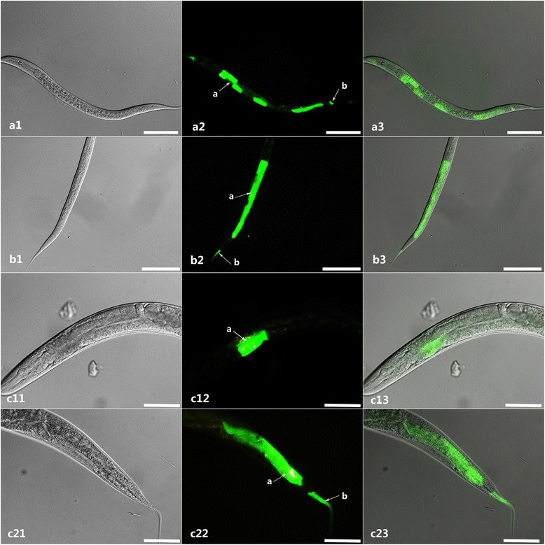 Fig. 7