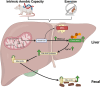 Graphical Abstract