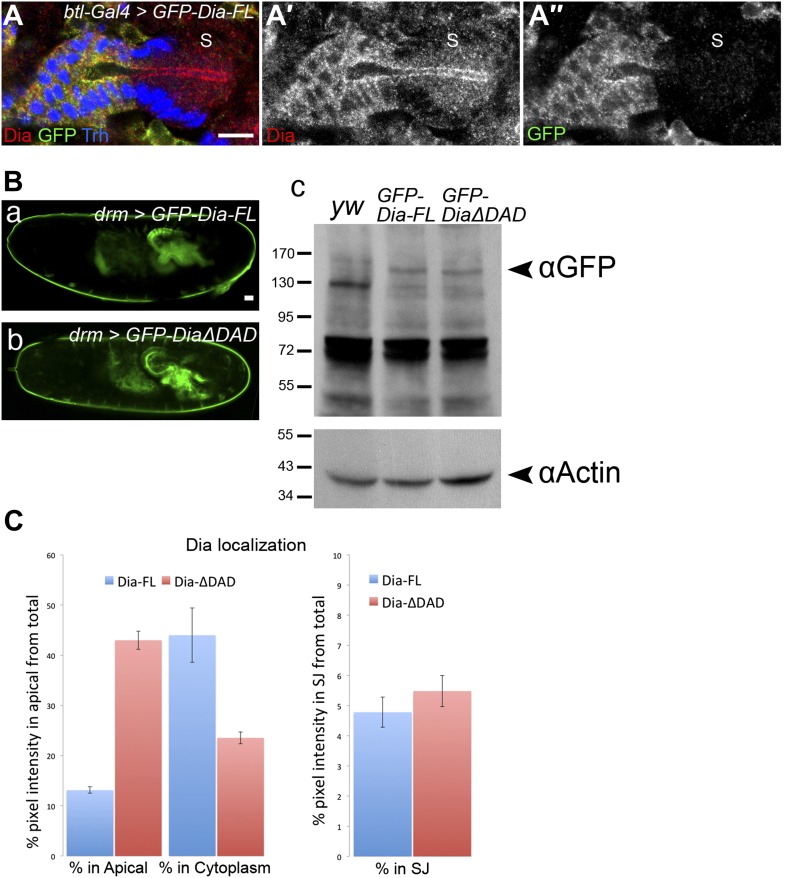 Figure 1—figure supplement 1.