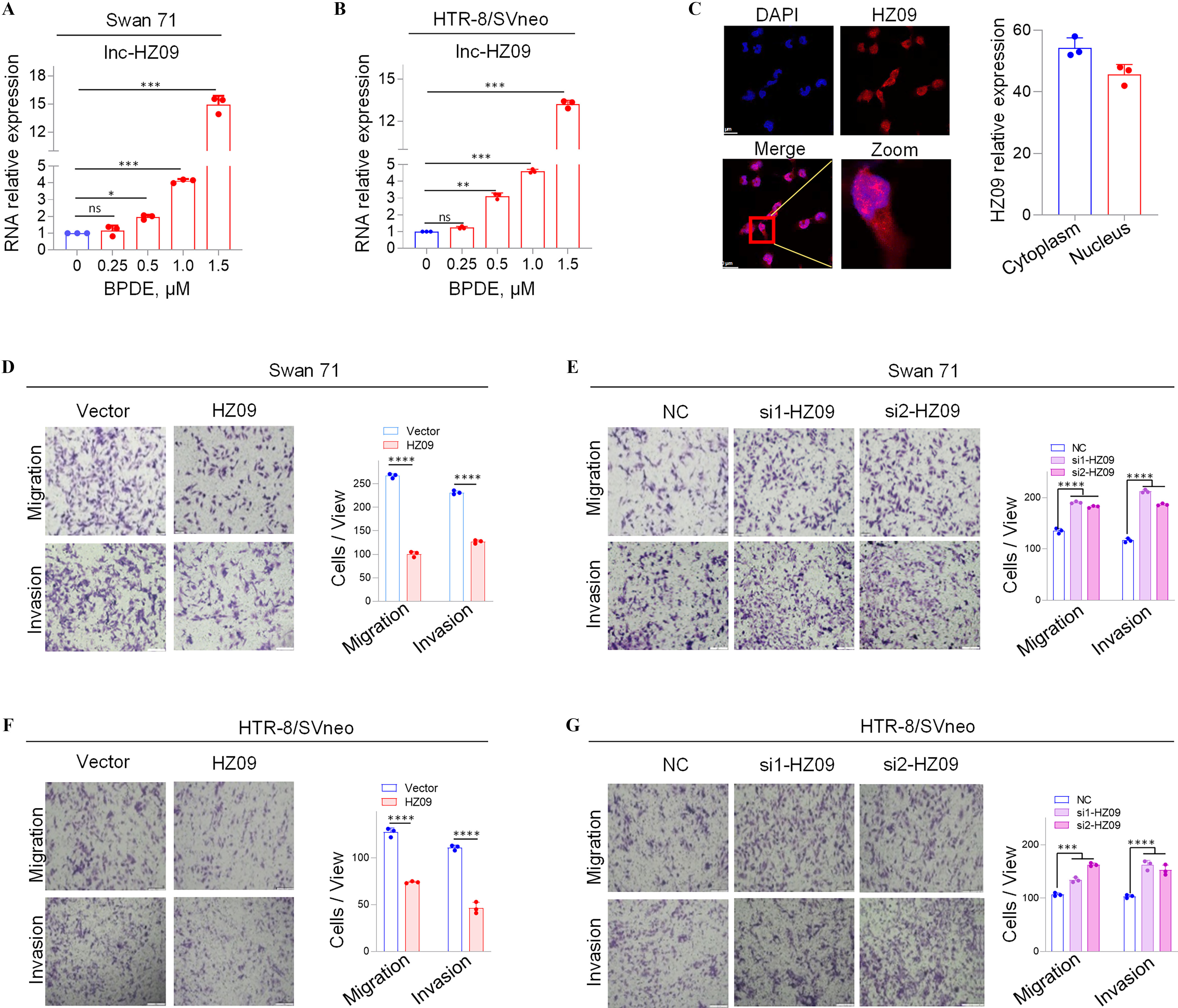 Figures 1A and 1B are bar graphs titled Swan 71 and H T R-8 or SVneo, plotting ribonucleic acid relative expression, plotting 0 to 5 in unit increments and 12 to 18 in increments of 2, and 0 to 5 in unit increments and 12 to 15 in increments of 2 (y-axis) across Benzo(a)pyrene diol epoxide, micromolar, ranging from 0 to 0.5 in increments of 0.25, 0.5 to 1.5 in increments of 0.5 (x-axis) for Inc-HZ09, respectively. Figure 1C is a set of one stained tissue and one bar graph. The stained issues depict the Fluorescence in Situ hybridization analysis in 4′,6-diamidino-2-phenylindole, H Z 09, Merge, and Zoom. The bar graph, plotting HZ 09 relative expression, ranging 0 to 60 in increments 20 (y-axis) across Cytoplasm and Nucleus (x-axis). Figure 1D is a set of one stained tissue and one bar graph titled Swan 71. The stained tissue displays vector and HZ 09 (columns) and Migration and Invasion (rows). The bar graph, plotting cells or view, ranging 0 to 250 in increments of 50 (y-axis) across migration and invasion (x-axis) for Vector and HZ 09. Figures 1E and 1G are set of one stained tissue and one bar graph titled Swan 71 and H T R-8 or Vneo. The stained tissue displays negative control, si-HZ 09, and si2-HZ 09 (columns) and Migration and Invasion (rows). The bar graph, plotting cells or view, ranging 0 to 200 in increments of 100 (y-axis) across Migration and Invasion (x-axis) for negative control, si-HZ 09, and si2-HZ 09, respectively. Figure 1F is a set of one stained tissue and one bar graph titled THE-8 or SVneo. The stained tissue displays vector and HZ 09 (columns) and Migration and Invasion (rows). The bar graph, plotting cells or view, ranging 0 to 100 in increments of 50 (y-axis) across migration and invasion (x-axis) for Vector and HZ 09.