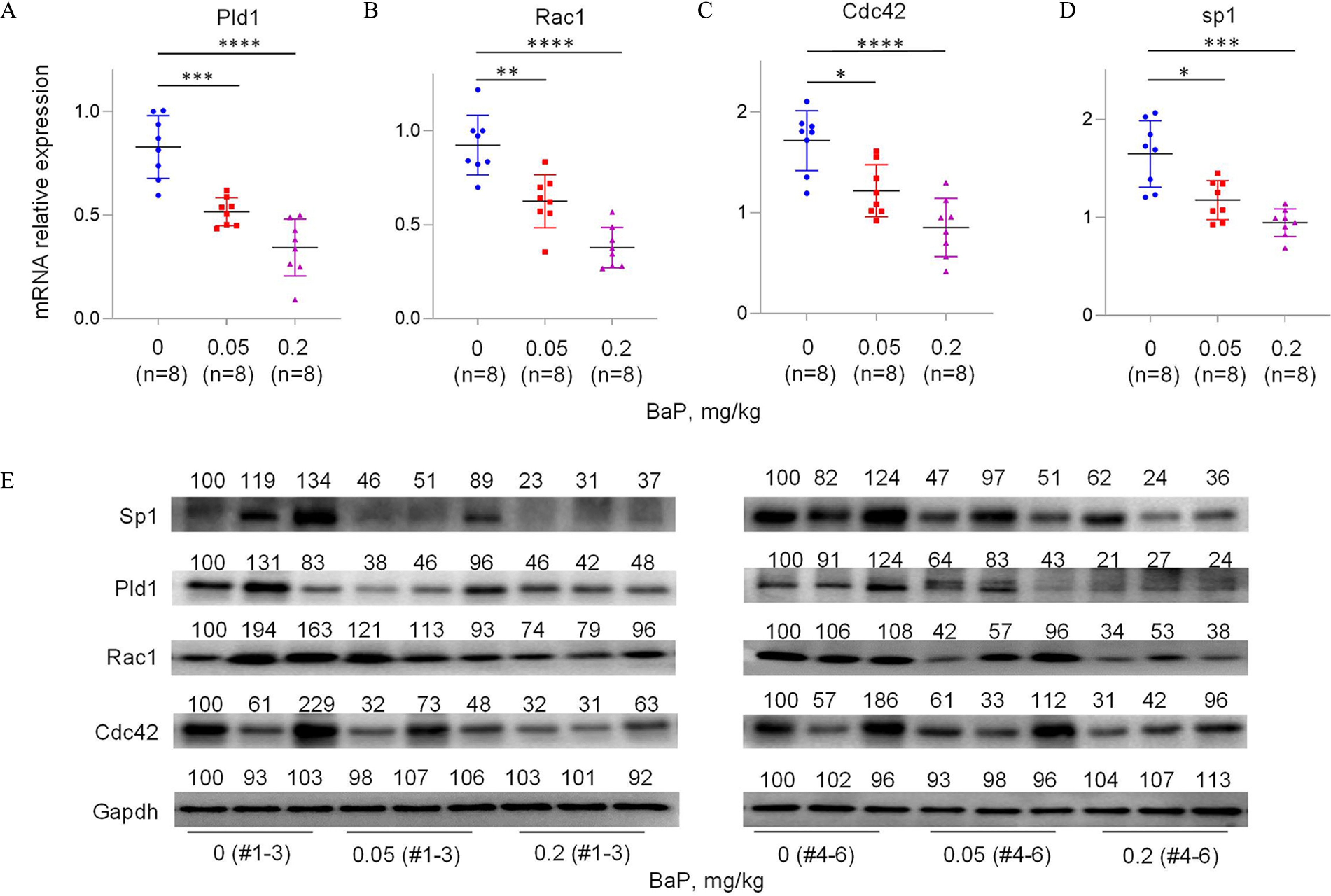 Figures 6A to 6D are error bar graphs, plotting messenger ribonucleic acid relative expression, ranging from 0.0 to 1.0 in increments of 05; 0.0 to 1.0 in increments of 0.5; 0 to 2 in unit increments and 0 to 2 in unit increments (y-axis) across biofilm-associated protein (milligram per kilogram), ranging from 0 to 0.05 in increments of 0.05 and 0.05 to 0.2 in increments of 0.15 (x-axis) for Phospholipase D1, Ras-related C3 botulinum toxin substrate 1, Cell division control protein 42 homolog, and specificity protein 1. Figure 6E is a set of two western blots, plotting specificity protein 1, Phospholipase D1, Ras-related C3 botulinum toxin substrate 1, Cell division control protein 42 homolog, and Glyceraldehyde 3-phosphate dehydrogenase (rows) across biofilm-associated protein (milligram per kilogram), ranging from 0 to 0.05 in increments of 0.05 and 0.05 to 0.2 in increments of 0.15 (columns). Figure 6F is a clustered bar graph titled chromatin immunoprecipitation in tissues, plotting Phospholipase D1 promoter relative fold enrichment, ranging from 0 to 6 in increments of 2 (y-axis) across Anti- Immunoglobulin G and Anti- specificity protein 1 (x-axis) for 0 and biofilm-associated protein. Figure 6H is a schematic flowchart with eight steps. Step 1: Biofilm-associated protein or Benzo(a)pyrene diol epoxide interacts with Msh Homeobox 1 to activate promoter and transcription, and biofilm-associated protein or Benzo(a)pyrene diol epoxide interacts with m(6) to activate transcription. A methyltransferase leads to Inc-HZ09. Step 2: Benzo(a)pyrene diol epoxide exposed trophoblast cells to Inc-HZ09 (to varying degrees) results in degradation. Step 3: The interaction of Inc-HZ09 and specificity protein 1 results in promoter and transcription. Step 4: The promoter and transcription lead to phospholipase D1 messenger ribonucleic acid. Step 5: The messenger ribonucleic acid leads to phospholipase D1, Ras-related C3 botulinum toxin substrate 1, or cell division control protein 42 homolog. Step 6: Invasion and migration are aided by the phospholipase D1 or Ras-related C3 botulinum toxin substrate 1 or cell division control protein 42 homolog. Step 7: Miscarriage occurs as a result of the invasion and migration. Step 8: The phospholipase D1 messenger ribonucleic acid (more or less) leads to degradation. Figure 6G is a graph titled phospholipase D1 protein relative expression, ranging from 0 to 150 in increments of 50 (y-axis) across specificity protein 1 protein relative expression (x-axis).