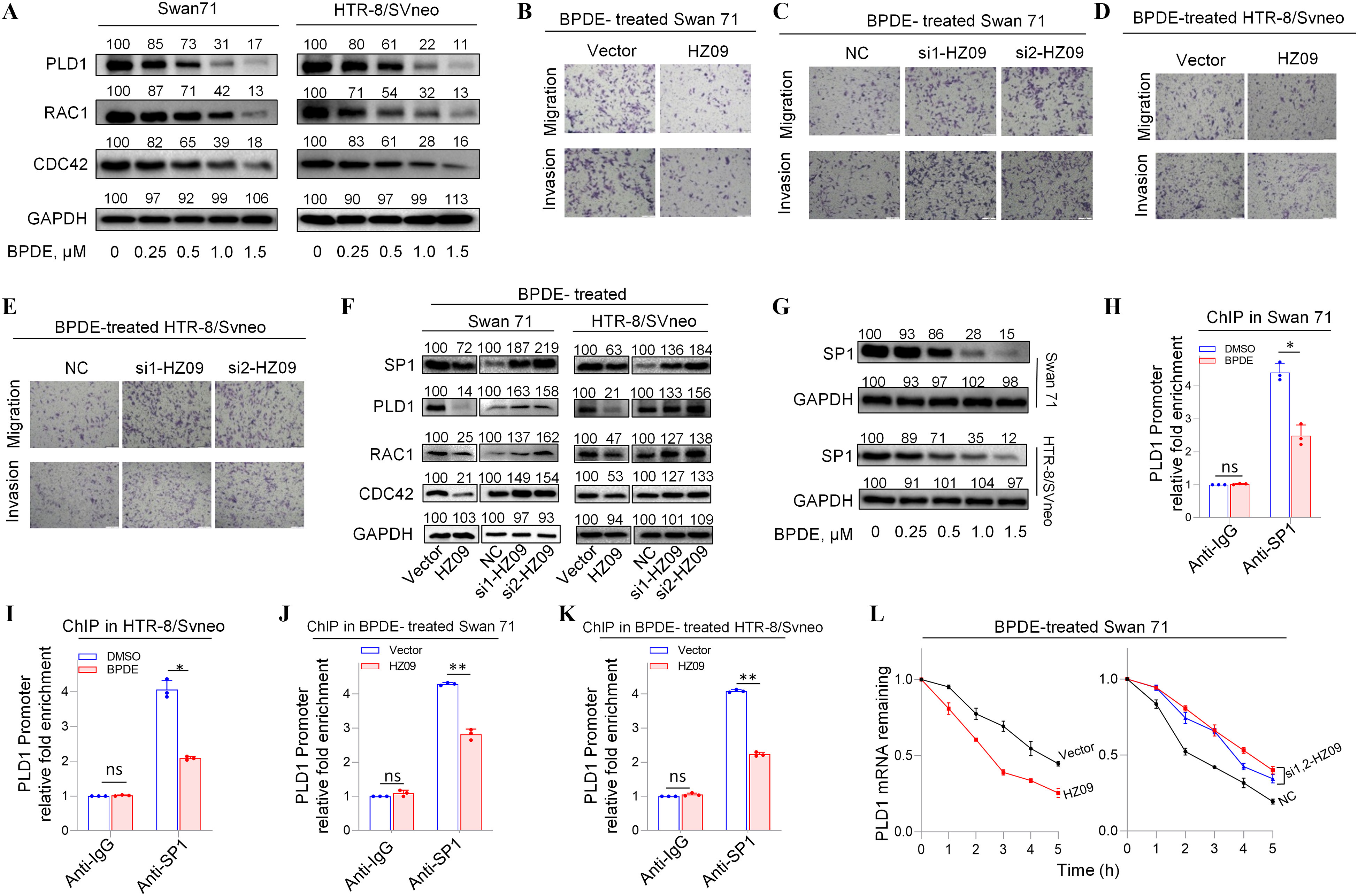 Figure 4A is a set of two western blots, displaying 100, 85, 73, 1, and 17 under Swan 71 and 100, 80, 61, 22, and 11 under H T R-8 or SVneo (columns) and Phospholipase D1, Ras-related C3 botulinum toxin substrate 1, Cell division control protein 42 homolog, Glyceraldehyde 3-phosphate dehydrogenase (rows), respectively. The Benzo(a)pyrene diol epoxide, micromolar ranges from 0to 1.5 in increments of 0.5. Figure 4B is a stained tissue titled Benzo(a)pyrene diol epoxide treated Swan 71, displaying vector and HZ 09 (columns) and migration and invasion (rows). Figure 4C is a stained tissue titled Benzo(a)pyrene diol epoxide treated Swan 71, displaying negative control, si1-HZ 09, and si2-HZ 09 (columns) and migration and invasion (rows). Figure 4D is a stained tissue titled Benzo(a)pyrene diol epoxide treated H T R-8 or SVneo, displaying vector and HZ 09 (columns) and migration and invasion (rows). Figure 4E is a stained tissue titled Benzo(a)pyrene diol epoxide treated H T R-8 or SVneo, displaying negative control, si1-HZ 09, and si2-HZ 09 (columns) and migration and invasion (rows). Figure 4F is a set of two western blots titled Benzo(a)pyrene diol epoxide treated, displaying Vector (100), HZ 09 (72), Negative control (100), si1-HZ 09 (187), si2-HZ 09 (219), and Vector (100), HZ 09 (63), Negative control (100), si1-HZ 09 (136), si2-HZ 09 (184) (columns) and specificity protein 1, Phospholipase D1, Ras-related C3 botulinum toxin substrate 1, Cell division control protein 42 homolog, and Glyceraldehyde 3-phosphate dehydrogenase (rows). Figure 4G is a western blot, displaying 100, 93, 86, 28, and 15 (columns) and specificity protein 1 and Glyceraldehyde 3-phosphate dehydrogenase, each under Swan 71 and H T R-8 or SVneo (rows). The Benzo(a)pyrene diol epoxide, micromolar ranges from 0to 1.5 in increments of 0.5. Figures 4H, 4I, 4J, 4K, 4Q, 4R, 4T, 4V are clustered bar graphs chromatin immunoprecipitation in Swan 71, chromatin immunoprecipitation in H T R-8 or SVneo, chromatin immunoprecipitation in Benzo(a)pyrene diol epoxide-treated Swan 71, chromatin immunoprecipitation in Benzo(a)pyrene diol epoxide-treated H T R-8 or SVneo, receptor-interacting protein in Benzo(a)pyrene diol epoxide-treated Swan 71, receptor-interacting protein in Benzo(a)pyrene diol epoxide-treated H T R-8 or SVneo, chromatin immunoprecipitation in Swan 71, methylated RNA immunoprecipitation sequencing in Swan 71, plotting Phospholipase D1 promoter relative fold enrichment, ranging from 0 to 4 in unit increments, Phospholipase D1 promoter relative fold enrichment, ranging from 0 to 4 in unit increments, Phospholipase D1 promoter relative fold enrichment, ranging from 0 to 4 in unit increments, Phospholipase D1 promoter relative fold enrichment, ranging from 0 to 4 in unit increments, messenger ribonucleic acid relative expression, ranging from 0 to 4 in increments of 2, messenger ribonucleic acid relative expression, ranging from 0 to 4 in increments of 2, lnc-HZ09 promoter relative fold enrichment, ranging from 0 to 8 in increments of 2, and Lnc-HZ09 messenger ribonucleic acid relative fold enrichment, ranging from 0 to 10 in increments of 5 (y-axis) across anti-Immunoglobulin G and anti- specificity protein 1, anti-Immunoglobulin G and anti- specificity protein 1, anti-Immunoglobulin G and anti- specificity protein 1, anti-Immunoglobulin G and anti- specificity protein 1, anti-Immunoglobulin G and anti- Human antigen R, anti-Immunoglobulin G and anti- Human antigen R, anti-Immunoglobulin G and anti- Homeobox protein MSX-1, and anti-Immunoglobulin G and anti- N6-Methyladenosine (x-axis) for Dimethyl sulfoxide, Benzo(a)pyrene diol epoxide, vector, and HZ 09, respectively. Figures 4L, 4M, 4O, each are set of two line graphs titled Benzo(a)pyrene diol epoxide-treated Swan 71, Benzo(a)pyrene diol epoxide-treated H T R-8 or SVneo, and Benzo(a)pyrene diol epoxide-treated Swan 71, plotting Phospholipase D1 messenger ribonucleic acid remaining, ranging from 0.0 to 1.0 in increments of 0.5 (y-axis) across Time (hour), ranging from 0 to 5 in unit increments (x-axis) for Vector, HZ 09, Si1,2 HZ 09, negative control, and Human antigen R, respectively. Figure 4N is a western blot titled Benzo(a)pyrene diol epoxide treated, displaying Vector (100), HZ 09 (134), Negative control (100), si1-HZ 09 (47), si2-HZ 09 (13) (columns) and Phospholipase D1 and lowercase beta-tubulin, each under Swan 71 and H T R-8 or SVneo (rows). Figure 4P is a western blot, displaying 100, 92, 83, 45, and 23 (columns) and Human antigen R and Glyceraldehyde 3-phosphate dehydrogenase, each under Swan 71 and H T R-8 or SVneo (rows). The Benzo(a)pyrene diol epoxide, micromolar ranges from 0to 1.5 in increments of 0.5. Figure 4S is a western blot, displaying 100, 156, 198, 216, and 374 (columns) and Homeobox protein MSX-1 and Glyceraldehyde 3-phosphate dehydrogenase, each under Swan 71 and H T R-8 or SVneo (rows). The Benzo(a)pyrene diol epoxide, micromolar ranges from 0to 1.5 in increments of 0.5. Figure 4U is a western blot, displaying 100, 113, 187, 173 and 219 (columns) and m(6)A methyltransferase and Glyceraldehyde 3-phosphate dehydrogenase, each under Swan 71 and H T R-8 or SVneo (rows). The Benzo(a)pyrene diol epoxide, micromolar ranges from 0to 1.5 in increments of 0.5. Figures 4W and 4X are line graphs titled Swan 71, Lnc-HZ09 messenger ribonucleic acid remaining, ranging from 0.0 to 1.0 in increments of 0.5 and Phospholipase D1 messenger ribonucleic acid remaining, ranging from 0.0 to 1.0 in increments of 0.5 (y-axis) across Time (hour), ranging from 0 to 5 in unit increments (x-axis).