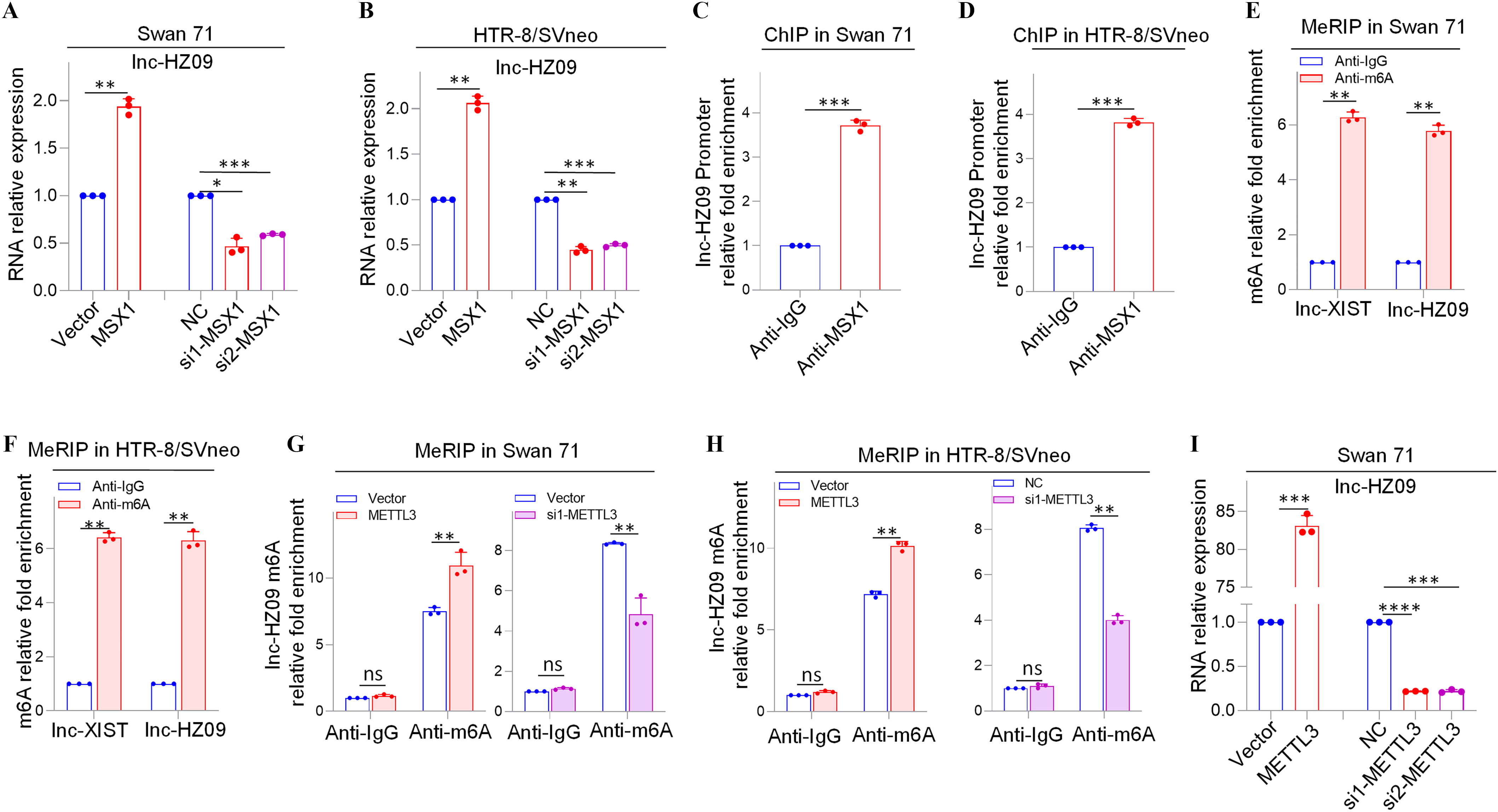 Figures 3A, 3B, 3I, 3J are bar graphs titled Swan 7, H T R-8 or SVneo, Swan 71, and H T R-8 or SVneo, plotting ribonucleic acid relative expression, ranging from 0.0 to 2.0 in increments of 0.5, 0.0 to 2.0 in increments of 0.5, 0.0 to 1.0 in increments of 0.5 and 75 to 85 in increments of 5; 0.0 to 1.0 in increments of 0.5 and 75 to 90 in increments of 5 (y-axis) across Vector, Homeobox protein M S X-1, negative control, si1-Homeobox protein MSX-1, and si2-Homeobox protein MSX-1; Vector, Homeobox protein M S X-1, negative control, si1-Homeobox protein MSX-1, and si2-Homeobox protein MSX-1; Vector, m(6)A methyltransferase, negative control, si1- m(6)A methyltransferase, and si2- m(6)A methyltransferase; and Vector, m(6)A methyltransferase, negative control, si1- m(6)A methyltransferase, and si2- m(6)A methyltransferase (x-axis) for Inc-HZ 09, respectively. Figures 3C and 3D are bar graphs, titled chromatin immunoprecipitation in Swan 71, chromatin immunoprecipitation in H T R-8 or SVneo, plotting Inc-HZ 09 promoter relative fold enrichment, ranging from 0 to 4 in unit increments (y-axis) across anti-Immunoglobulin G and anti- Homeobox protein M S X-1 (x-axis), respectively. Figures 3E and 3F are bar graphs, titled methylated RNA immunoprecipitation sequencing in Swan 71 and methylated RNA immunoprecipitation sequencing in H T R-8 or SVneo, plotting N 6-methyladenosine relative fold enrichment, ranging from 0 to 6 in increments of 2 (y-axis) across Inc- X Inactive Specific Transcript and Inc-HZ 09 (x-axis) for anti-Immunoglobulin G and anti-N 6-methyladenosine, respectively. Figures 3G and 3H, each are a set of two clustered bar graphs titled methylated RNA immunoprecipitation sequencing in Swan 71 and methylated RNA immunoprecipitation sequencing in H T R-8 or SVneo, plotting Inc-HZ 09 m(6)A methyltransferase relative fold enrichment, ranging from 0 to 10 in increments of 5 (y-axis) across anti-Immunoglobulin G and anti-N 6-methyladenosine (x-axis) for Vector, m(6)A methyltransferase, si1- m(6)A methyltransferase, negative control, respectively. Figures 3K and 3L is clustered graph titled methylated RNA immunoprecipitation sequencing in Swan 71 and methylated RNA immunoprecipitation sequencing in H T R-8 or SVneo, plotting Inc-HZ 09 m(6)A methyltransferase relative fold enrichment, ranging from 0 to 6 in increments of 2 (y-axis) across anti-Immunoglobulin G and anti-N 6-methyladenosine (x-axis) for Dimethyl sulfoxide and Diacetone alcohol, respectively. Figures 3M and 3N are bar graphs, Inc-HZ 09 ribonucleic acid relative fold enrichment, ranging from 0.0 to 1.0 in increments of 0.5 and 0 to 3 in unit increments (y-axis) across Swan 71 and H T R-8 or SVneo x-axis) for Dimethyl sulfoxide, Diacetone alcohol, Vector, methylated RNA immunoprecipitation sequencing, and methylated RNA immunoprecipitation sequencing plus Diacetone alcohol. Figure 3O is a set of two line graphs titled Swan 71, plotting Inc-HZ 09 ribonucleic acid remaining, ranging from 0.0 to 1.0 in increments of 0.5 (y-axis) across Time (hour), ranging from 0 to 5 in unit increments (x-axis) for methylated RNA immunoprecipitation sequencing, methylated RNA immunoprecipitation sequencing plus Diacetone alcohol, vector, and vector plus Dimethyl sulfoxide. Figure 3P is a set of two western blot titled Swan 71. On the left, the western blot displays 100, 36, 183, and 117 (columns) and Phospholipase D1, Glyceraldehyde 3-phosphate dehydrogenase, vector, methylated RNA immunoprecipitation sequencing, Dimethyl sulfoxide, and Diacetone alcohol (rows). On the right, the western blot displays negative control (100) and si- methylated RNA immunoprecipitation sequencing (239) (columns) and Phospholipase D1 and Glyceraldehyde 3-phosphate dehydrogenase (rows).