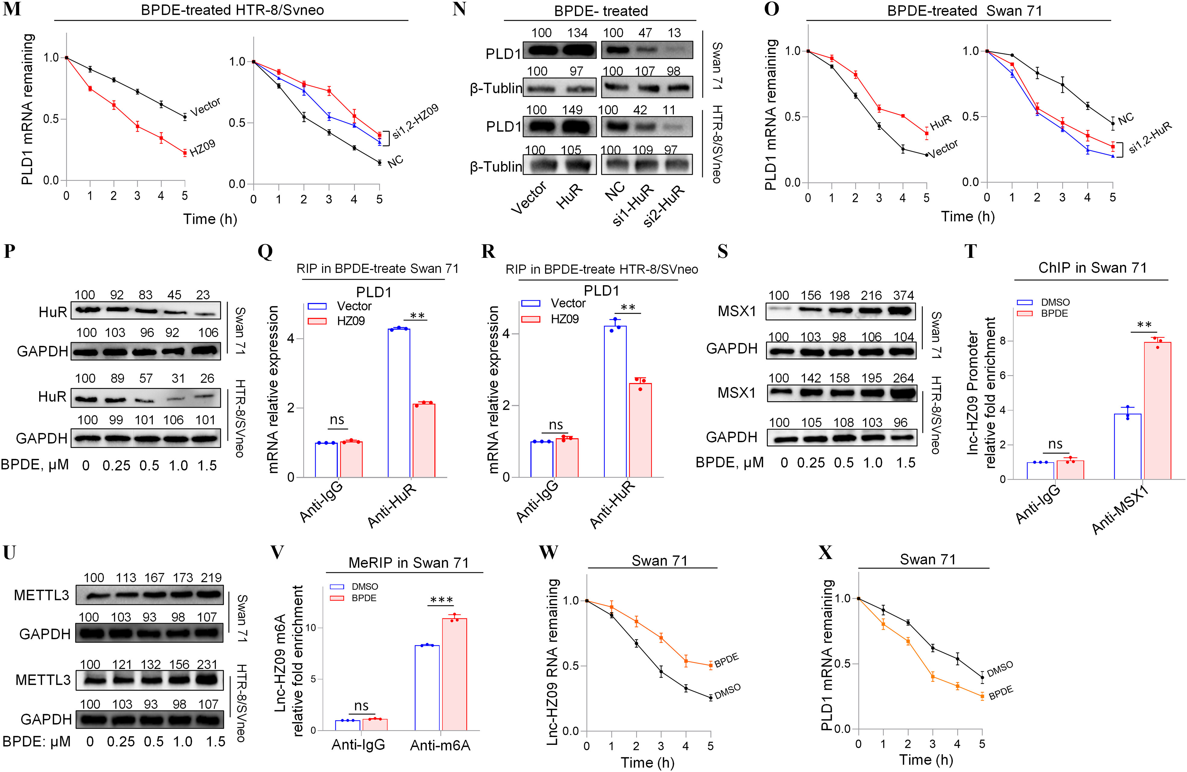 Figure 4A is a set of two western blots, displaying 100, 85, 73, 1, and 17 under Swan 71 and 100, 80, 61, 22, and 11 under H T R-8 or SVneo (columns) and Phospholipase D1, Ras-related C3 botulinum toxin substrate 1, Cell division control protein 42 homolog, Glyceraldehyde 3-phosphate dehydrogenase (rows), respectively. The Benzo(a)pyrene diol epoxide, micromolar ranges from 0to 1.5 in increments of 0.5. Figure 4B is a stained tissue titled Benzo(a)pyrene diol epoxide treated Swan 71, displaying vector and HZ 09 (columns) and migration and invasion (rows). Figure 4C is a stained tissue titled Benzo(a)pyrene diol epoxide treated Swan 71, displaying negative control, si1-HZ 09, and si2-HZ 09 (columns) and migration and invasion (rows). Figure 4D is a stained tissue titled Benzo(a)pyrene diol epoxide treated H T R-8 or SVneo, displaying vector and HZ 09 (columns) and migration and invasion (rows). Figure 4E is a stained tissue titled Benzo(a)pyrene diol epoxide treated H T R-8 or SVneo, displaying negative control, si1-HZ 09, and si2-HZ 09 (columns) and migration and invasion (rows). Figure 4F is a set of two western blots titled Benzo(a)pyrene diol epoxide treated, displaying Vector (100), HZ 09 (72), Negative control (100), si1-HZ 09 (187), si2-HZ 09 (219), and Vector (100), HZ 09 (63), Negative control (100), si1-HZ 09 (136), si2-HZ 09 (184) (columns) and specificity protein 1, Phospholipase D1, Ras-related C3 botulinum toxin substrate 1, Cell division control protein 42 homolog, and Glyceraldehyde 3-phosphate dehydrogenase (rows). Figure 4G is a western blot, displaying 100, 93, 86, 28, and 15 (columns) and specificity protein 1 and Glyceraldehyde 3-phosphate dehydrogenase, each under Swan 71 and H T R-8 or SVneo (rows). The Benzo(a)pyrene diol epoxide, micromolar ranges from 0to 1.5 in increments of 0.5. Figures 4H, 4I, 4J, 4K, 4Q, 4R, 4T, 4V are clustered bar graphs chromatin immunoprecipitation in Swan 71, chromatin immunoprecipitation in H T R-8 or SVneo, chromatin immunoprecipitation in Benzo(a)pyrene diol epoxide-treated Swan 71, chromatin immunoprecipitation in Benzo(a)pyrene diol epoxide-treated H T R-8 or SVneo, receptor-interacting protein in Benzo(a)pyrene diol epoxide-treated Swan 71, receptor-interacting protein in Benzo(a)pyrene diol epoxide-treated H T R-8 or SVneo, chromatin immunoprecipitation in Swan 71, methylated RNA immunoprecipitation sequencing in Swan 71, plotting Phospholipase D1 promoter relative fold enrichment, ranging from 0 to 4 in unit increments, Phospholipase D1 promoter relative fold enrichment, ranging from 0 to 4 in unit increments, Phospholipase D1 promoter relative fold enrichment, ranging from 0 to 4 in unit increments, Phospholipase D1 promoter relative fold enrichment, ranging from 0 to 4 in unit increments, messenger ribonucleic acid relative expression, ranging from 0 to 4 in increments of 2, messenger ribonucleic acid relative expression, ranging from 0 to 4 in increments of 2, lnc-HZ09 promoter relative fold enrichment, ranging from 0 to 8 in increments of 2, and Lnc-HZ09 messenger ribonucleic acid relative fold enrichment, ranging from 0 to 10 in increments of 5 (y-axis) across anti-Immunoglobulin G and anti- specificity protein 1, anti-Immunoglobulin G and anti- specificity protein 1, anti-Immunoglobulin G and anti- specificity protein 1, anti-Immunoglobulin G and anti- specificity protein 1, anti-Immunoglobulin G and anti- Human antigen R, anti-Immunoglobulin G and anti- Human antigen R, anti-Immunoglobulin G and anti- Homeobox protein MSX-1, and anti-Immunoglobulin G and anti- N6-Methyladenosine (x-axis) for Dimethyl sulfoxide, Benzo(a)pyrene diol epoxide, vector, and HZ 09, respectively. Figures 4L, 4M, 4O, each are set of two line graphs titled Benzo(a)pyrene diol epoxide-treated Swan 71, Benzo(a)pyrene diol epoxide-treated H T R-8 or SVneo, and Benzo(a)pyrene diol epoxide-treated Swan 71, plotting Phospholipase D1 messenger ribonucleic acid remaining, ranging from 0.0 to 1.0 in increments of 0.5 (y-axis) across Time (hour), ranging from 0 to 5 in unit increments (x-axis) for Vector, HZ 09, Si1,2 HZ 09, negative control, and Human antigen R, respectively. Figure 4N is a western blot titled Benzo(a)pyrene diol epoxide treated, displaying Vector (100), HZ 09 (134), Negative control (100), si1-HZ 09 (47), si2-HZ 09 (13) (columns) and Phospholipase D1 and lowercase beta-tubulin, each under Swan 71 and H T R-8 or SVneo (rows). Figure 4P is a western blot, displaying 100, 92, 83, 45, and 23 (columns) and Human antigen R and Glyceraldehyde 3-phosphate dehydrogenase, each under Swan 71 and H T R-8 or SVneo (rows). The Benzo(a)pyrene diol epoxide, micromolar ranges from 0to 1.5 in increments of 0.5. Figure 4S is a western blot, displaying 100, 156, 198, 216, and 374 (columns) and Homeobox protein MSX-1 and Glyceraldehyde 3-phosphate dehydrogenase, each under Swan 71 and H T R-8 or SVneo (rows). The Benzo(a)pyrene diol epoxide, micromolar ranges from 0to 1.5 in increments of 0.5. Figure 4U is a western blot, displaying 100, 113, 187, 173 and 219 (columns) and m(6)A methyltransferase and Glyceraldehyde 3-phosphate dehydrogenase, each under Swan 71 and H T R-8 or SVneo (rows). The Benzo(a)pyrene diol epoxide, micromolar ranges from 0to 1.5 in increments of 0.5. Figures 4W and 4X are line graphs titled Swan 71, Lnc-HZ09 messenger ribonucleic acid remaining, ranging from 0.0 to 1.0 in increments of 0.5 and Phospholipase D1 messenger ribonucleic acid remaining, ranging from 0.0 to 1.0 in increments of 0.5 (y-axis) across Time (hour), ranging from 0 to 5 in unit increments (x-axis).