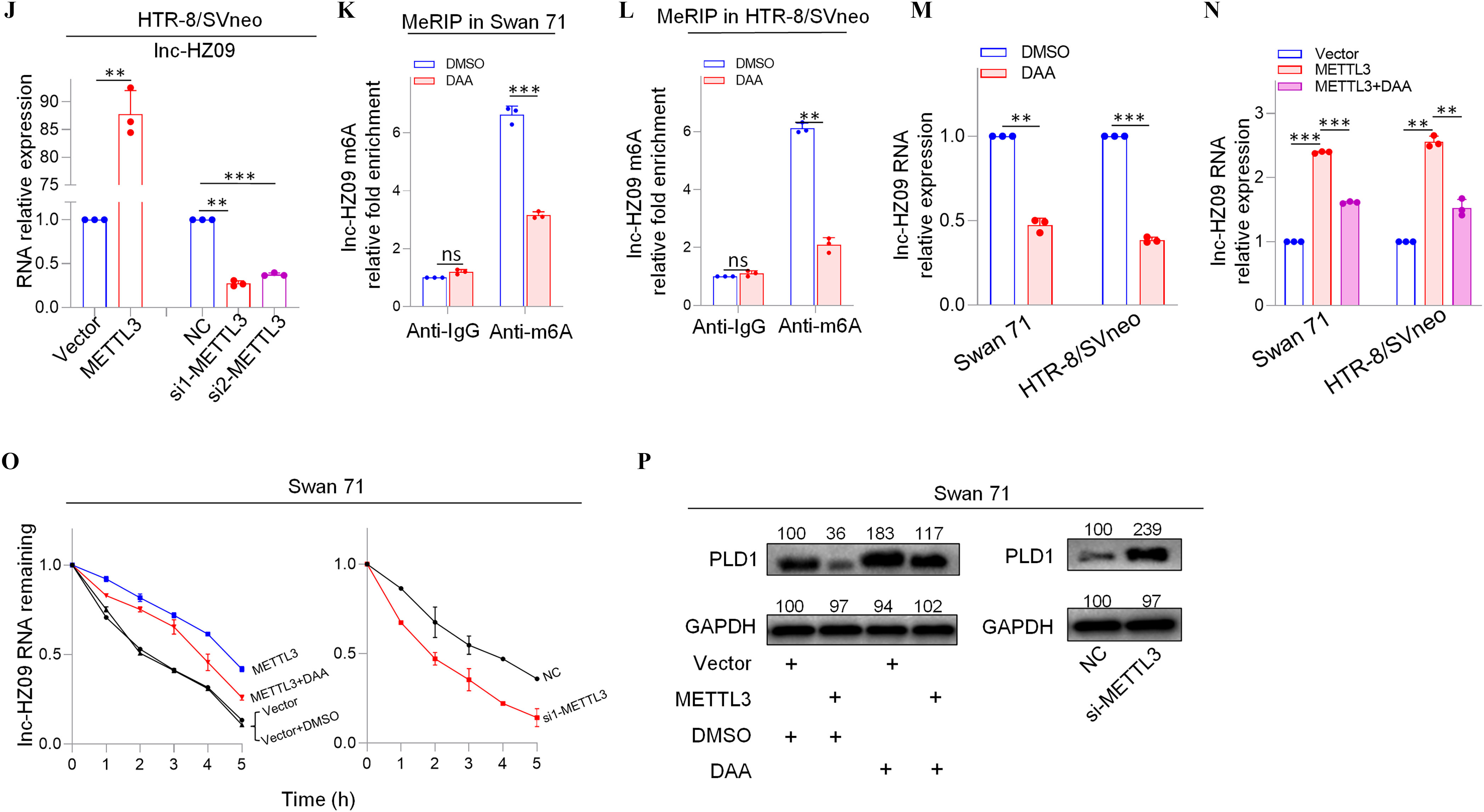 Figures 3A, 3B, 3I, 3J are bar graphs titled Swan 7, H T R-8 or SVneo, Swan 71, and H T R-8 or SVneo, plotting ribonucleic acid relative expression, ranging from 0.0 to 2.0 in increments of 0.5, 0.0 to 2.0 in increments of 0.5, 0.0 to 1.0 in increments of 0.5 and 75 to 85 in increments of 5; 0.0 to 1.0 in increments of 0.5 and 75 to 90 in increments of 5 (y-axis) across Vector, Homeobox protein M S X-1, negative control, si1-Homeobox protein MSX-1, and si2-Homeobox protein MSX-1; Vector, Homeobox protein M S X-1, negative control, si1-Homeobox protein MSX-1, and si2-Homeobox protein MSX-1; Vector, m(6)A methyltransferase, negative control, si1- m(6)A methyltransferase, and si2- m(6)A methyltransferase; and Vector, m(6)A methyltransferase, negative control, si1- m(6)A methyltransferase, and si2- m(6)A methyltransferase (x-axis) for Inc-HZ 09, respectively. Figures 3C and 3D are bar graphs, titled chromatin immunoprecipitation in Swan 71, chromatin immunoprecipitation in H T R-8 or SVneo, plotting Inc-HZ 09 promoter relative fold enrichment, ranging from 0 to 4 in unit increments (y-axis) across anti-Immunoglobulin G and anti- Homeobox protein M S X-1 (x-axis), respectively. Figures 3E and 3F are bar graphs, titled methylated RNA immunoprecipitation sequencing in Swan 71 and methylated RNA immunoprecipitation sequencing in H T R-8 or SVneo, plotting N 6-methyladenosine relative fold enrichment, ranging from 0 to 6 in increments of 2 (y-axis) across Inc- X Inactive Specific Transcript and Inc-HZ 09 (x-axis) for anti-Immunoglobulin G and anti-N 6-methyladenosine, respectively. Figures 3G and 3H, each are a set of two clustered bar graphs titled methylated RNA immunoprecipitation sequencing in Swan 71 and methylated RNA immunoprecipitation sequencing in H T R-8 or SVneo, plotting Inc-HZ 09 m(6)A methyltransferase relative fold enrichment, ranging from 0 to 10 in increments of 5 (y-axis) across anti-Immunoglobulin G and anti-N 6-methyladenosine (x-axis) for Vector, m(6)A methyltransferase, si1- m(6)A methyltransferase, negative control, respectively. Figures 3K and 3L is clustered graph titled methylated RNA immunoprecipitation sequencing in Swan 71 and methylated RNA immunoprecipitation sequencing in H T R-8 or SVneo, plotting Inc-HZ 09 m(6)A methyltransferase relative fold enrichment, ranging from 0 to 6 in increments of 2 (y-axis) across anti-Immunoglobulin G and anti-N 6-methyladenosine (x-axis) for Dimethyl sulfoxide and Diacetone alcohol, respectively. Figures 3M and 3N are bar graphs, Inc-HZ 09 ribonucleic acid relative fold enrichment, ranging from 0.0 to 1.0 in increments of 0.5 and 0 to 3 in unit increments (y-axis) across Swan 71 and H T R-8 or SVneo x-axis) for Dimethyl sulfoxide, Diacetone alcohol, Vector, methylated RNA immunoprecipitation sequencing, and methylated RNA immunoprecipitation sequencing plus Diacetone alcohol. Figure 3O is a set of two line graphs titled Swan 71, plotting Inc-HZ 09 ribonucleic acid remaining, ranging from 0.0 to 1.0 in increments of 0.5 (y-axis) across Time (hour), ranging from 0 to 5 in unit increments (x-axis) for methylated RNA immunoprecipitation sequencing, methylated RNA immunoprecipitation sequencing plus Diacetone alcohol, vector, and vector plus Dimethyl sulfoxide. Figure 3P is a set of two western blot titled Swan 71. On the left, the western blot displays 100, 36, 183, and 117 (columns) and Phospholipase D1, Glyceraldehyde 3-phosphate dehydrogenase, vector, methylated RNA immunoprecipitation sequencing, Dimethyl sulfoxide, and Diacetone alcohol (rows). On the right, the western blot displays negative control (100) and si- methylated RNA immunoprecipitation sequencing (239) (columns) and Phospholipase D1 and Glyceraldehyde 3-phosphate dehydrogenase (rows).