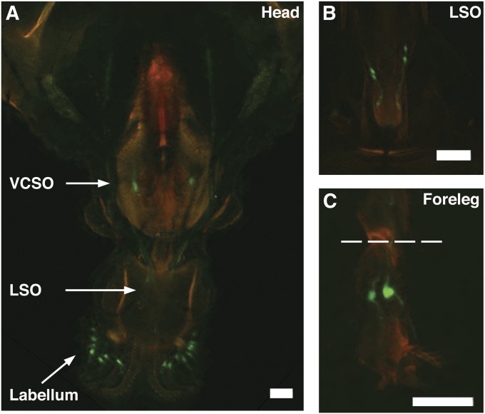 Figure 3 