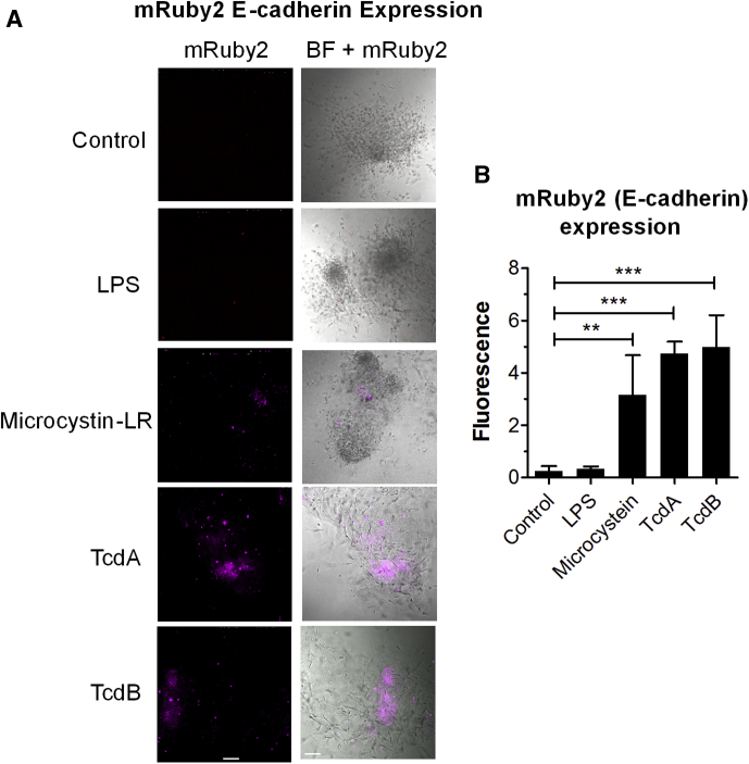 Figure 6