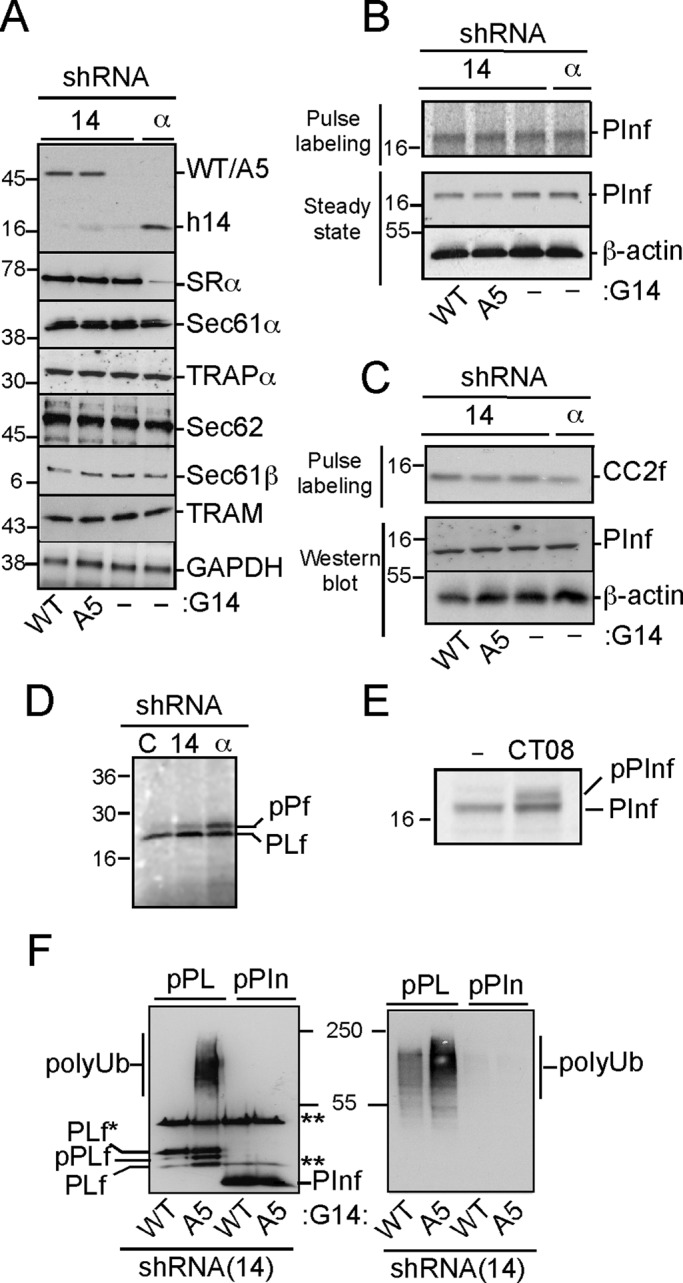 FIGURE 1: