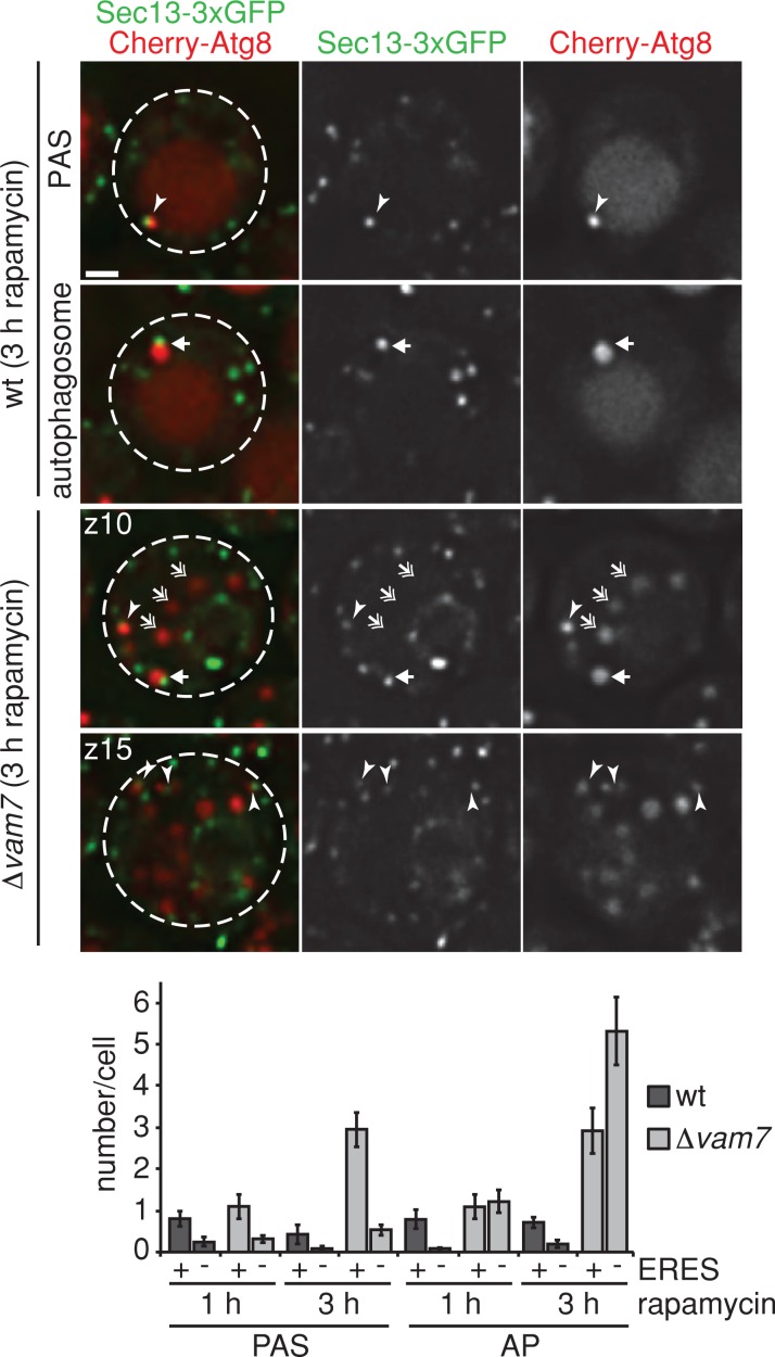 FIGURE 5: