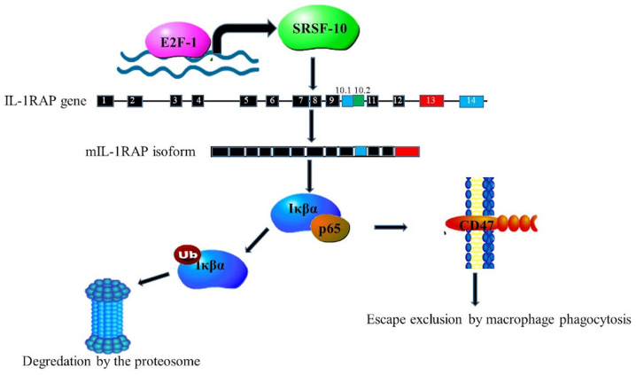 Figure 5.