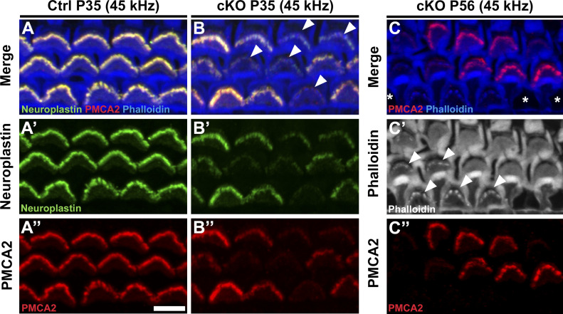 Figure 6.