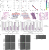 Extended Data Fig. 11 |
