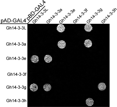 Fig. 8.