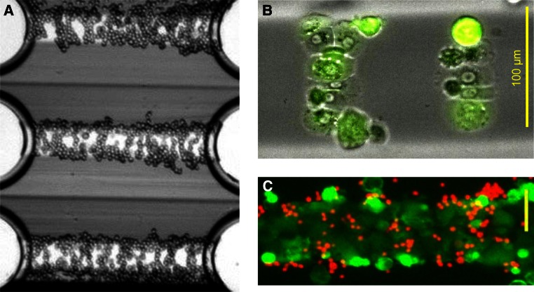 Fig. 19