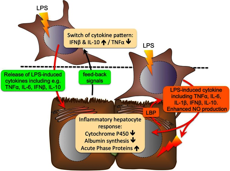 Fig. 11