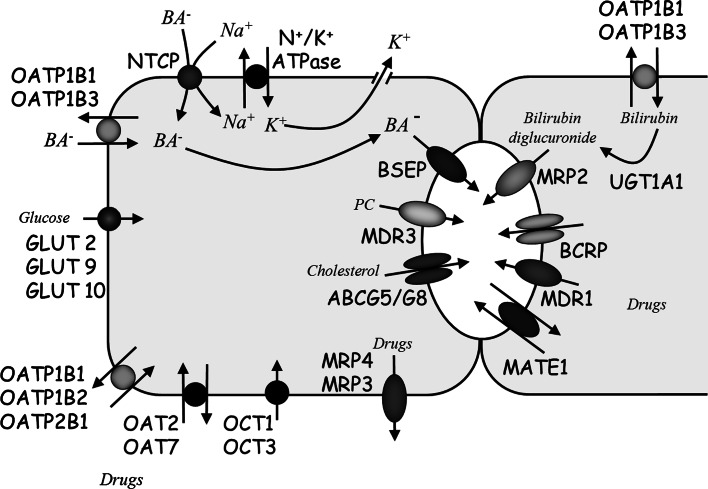 Fig. 4