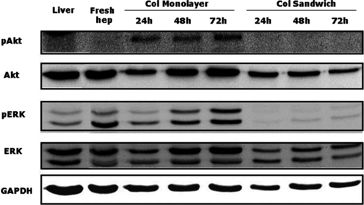 Fig. 27