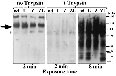 FIG. 7