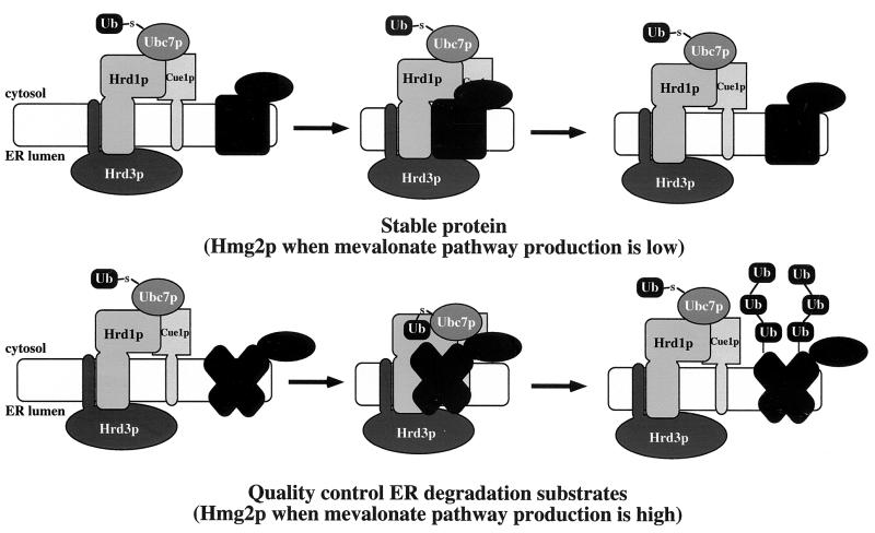 FIG. 8