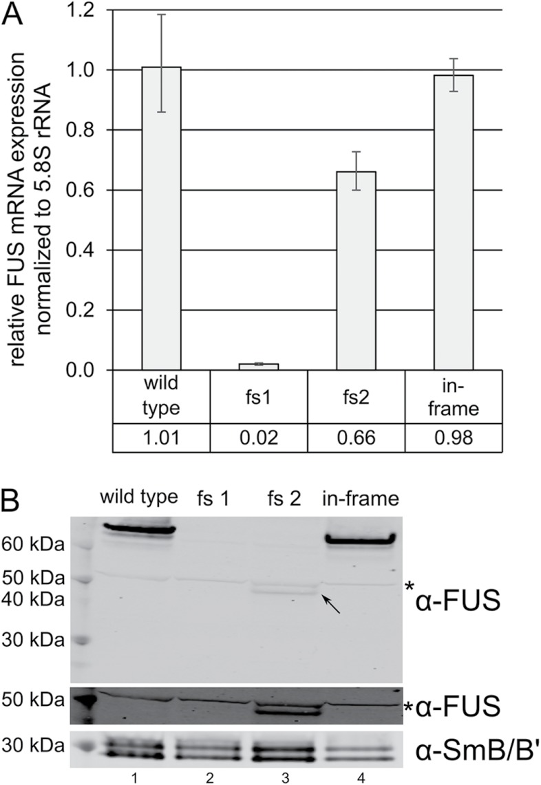 FIGURE 1: