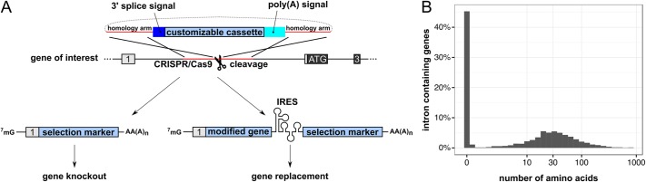 FIGURE 3: