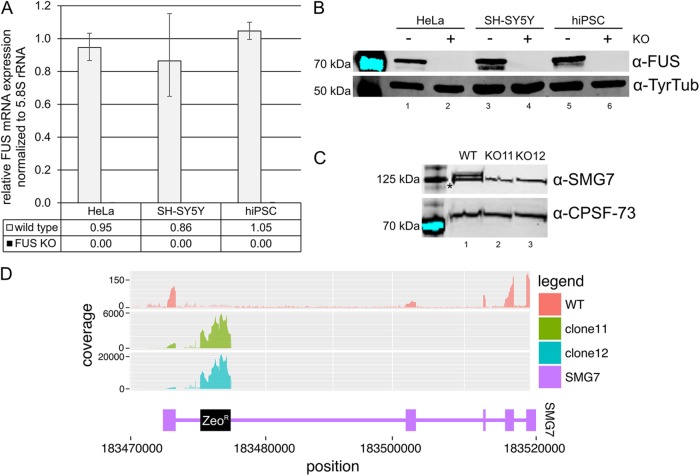 FIGURE 4: