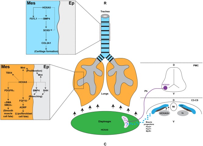 Fig. 8.