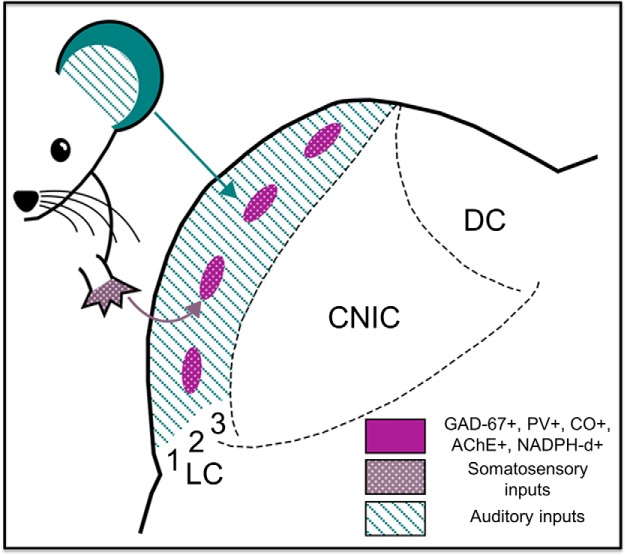 Figure 11.