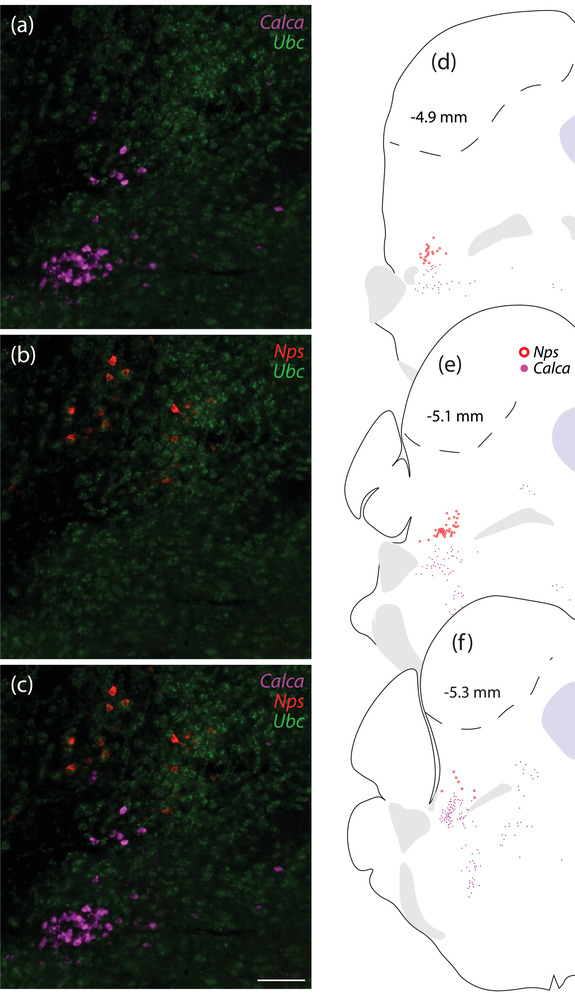 FIGURE 3