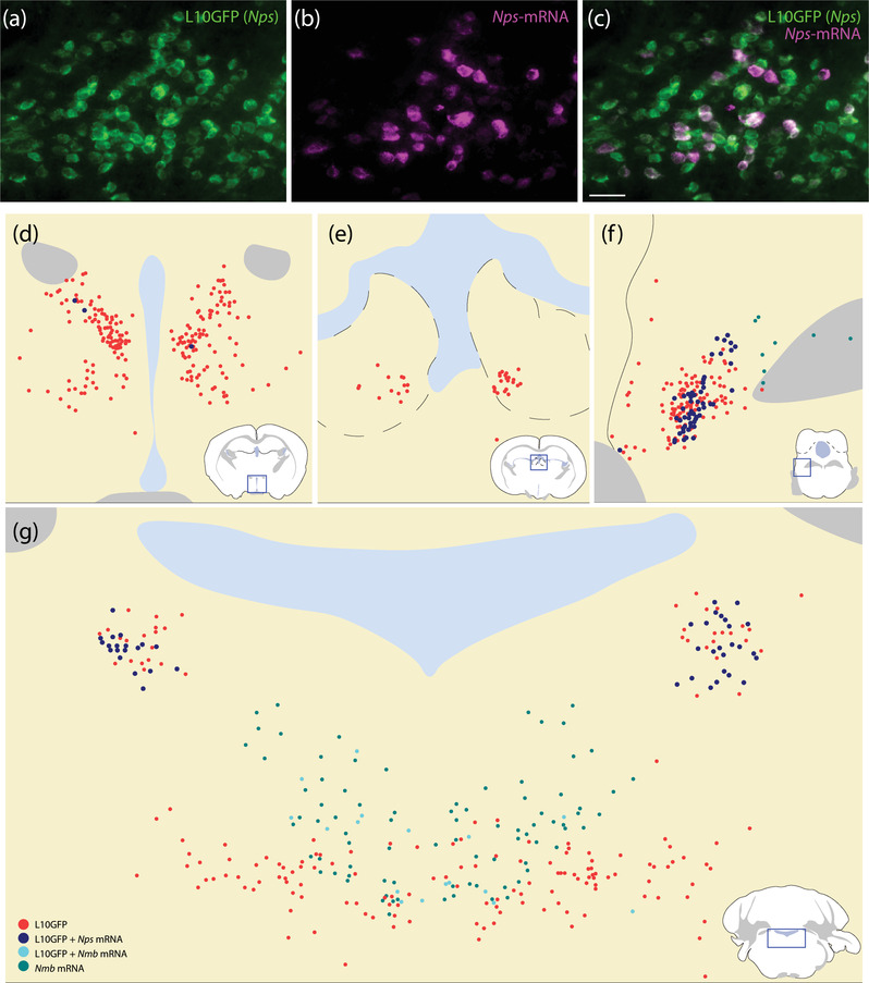 FIGURE 13