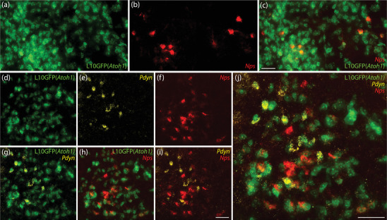 FIGURE 6