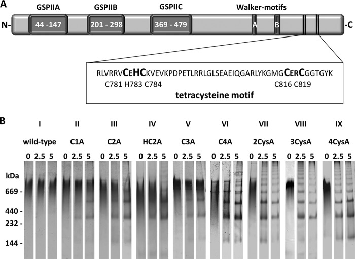 FIGURE 1.