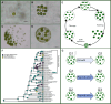 Representative volvocine algae species and the Eudorina life cycle.